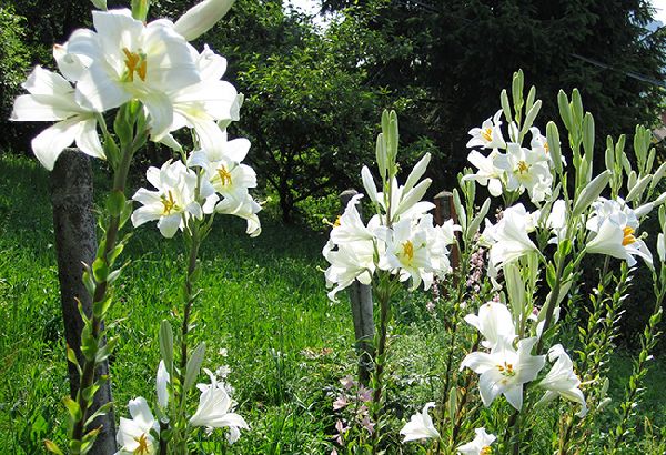 Lilium Candidum_Giglio di sant antonio in giardino_ Vita in Campagna