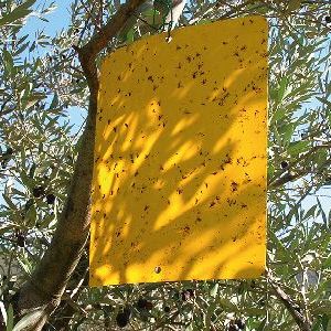 Trappola cromotropica monitoraggio mosca delle olive – Vita in Campagna