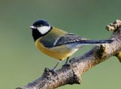 2.Cinciallegra (Parus major)