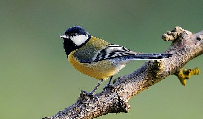 2.Cinciallegra (Parus major)