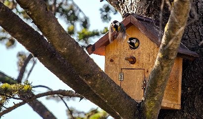 Progetto Di Oasi Domestica Per Ospitare Gli Uccelli Della Campagna