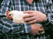 Uomo con pollo tra le braccia – Vita in Campagna