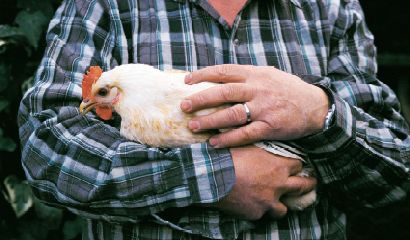 Uomo con pollo tra le braccia – Vita in Campagna
