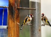 cardellino-carduelis-carduelis-mangiatoia-uccelli-della-campagna