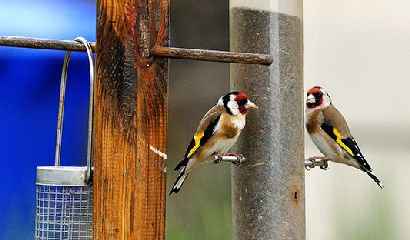 cardellino-carduelis-carduelis-mangiatoia-uccelli-della-campagna