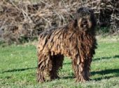 cane-da-pastore-bergamasco-vita-in-campagna