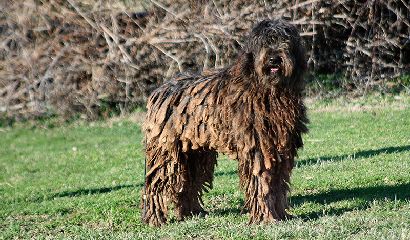 cane-da-pastore-bergamasco-vita-in-campagna