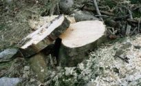 ceppaia-motosega-dal-bosco-al-camino