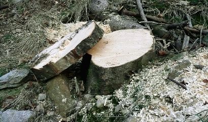 ceppaia-motosega-dal-bosco-al-camino