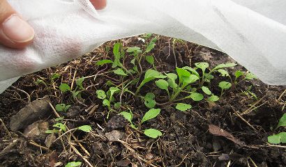 rucola-germinata-sotto-tessuto-non-tessuto