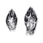 impronte-coniglio-selvatico