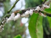 Icerya purchasi cocciniglia cotonosa su ramo copia