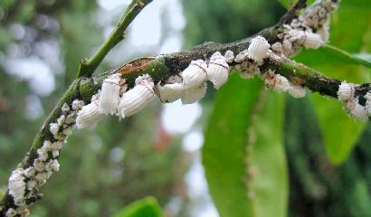 Icerya purchasi cocciniglia cotonosa su ramo copia