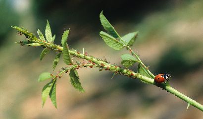 afidi della rosa macrosiphum rosae