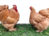 gallo e gallina cocincina – 410×240