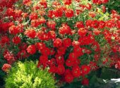 Verbena Temari Red Pianta In Vaso