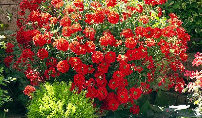 Verbena Temari Red Pianta In Vaso