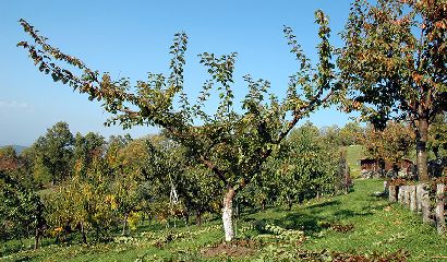 albicocco-dopo-potatura