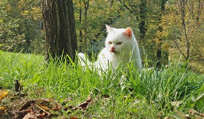 La colla per topi è velenosa per i cani, gatti o persone?