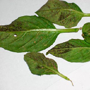 peronospora basilico