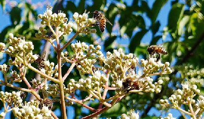 pianta evodia fiore fiori api miele nettare albero del miele 410×240