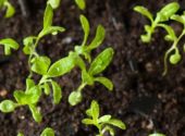 seedling plants growing in germination plastic tray