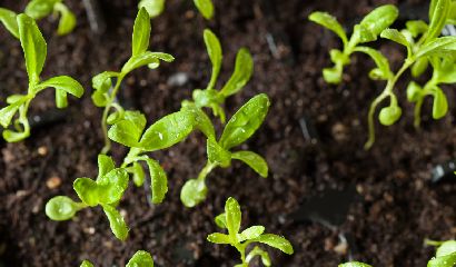 seedling plants growing in germination plastic tray