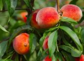 Peaches on a tree between green leaves