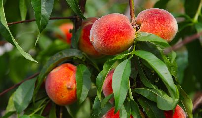 Peaches on a tree between green leaves