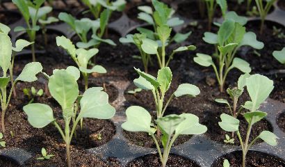 cavolo contenitori alveolati piantine pane di terra