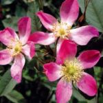 02_Rosa glauca