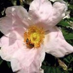 04_Rosa roxburghii