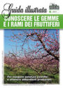 CONOSCERE LE GEMME E I RAMI DEI FRUTTIFERI