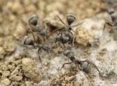 formiche-infestazione-casa-di-campagna-vita-in-campagna