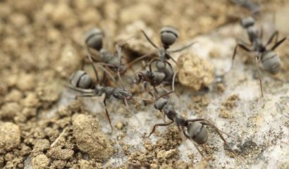 formiche-infestazione-casa-di-campagna-vita-in-campagna