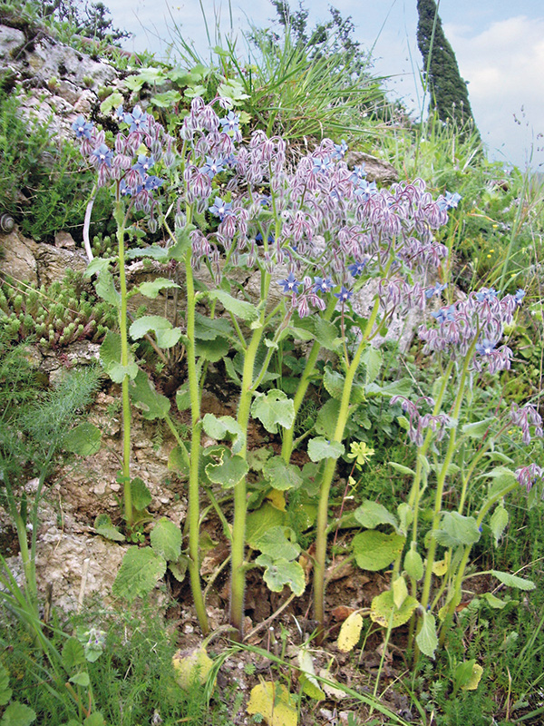 Come si distingue la mandragora, pianta velenosa, dalla borragine, erba