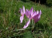 Colchico_autunno_Colchicum_autumnale_L_falso_zafferano_01