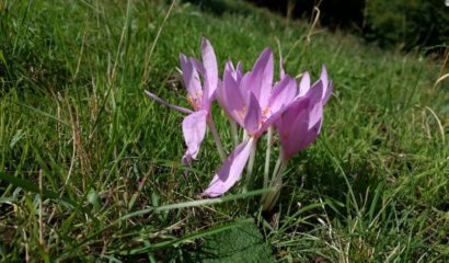 Colchico_autunno_Colchicum_autumnale_L_falso_zafferano_01