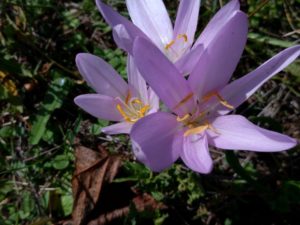 Colchico_autunno_Colchicum_autumnale_L_falso_zafferano_02