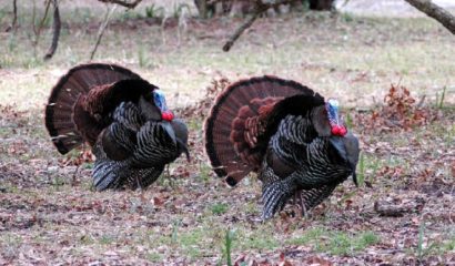 tacchino-selvatico-americano-wild-turkeys