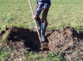 scasso a buche impianto nuovo albero da frutto vita in campagna