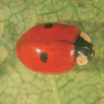 Coccinella Adalia bipunctata
