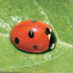 Coccinella 7-punctata