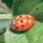 Coccinella Harmonia axyridis