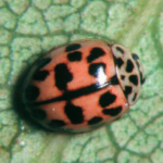 Coccinella Propylea 14-punctata