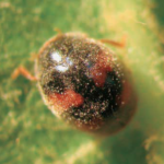 Coccinella Scymnus subvillosum