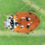 Coccinella Adonia variegata