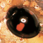 Coccinella Chilochorus bipustulatus