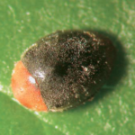 Coccinella Cryptolaemus montrouzieri