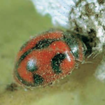 Coccinella Rodolia cardinalis